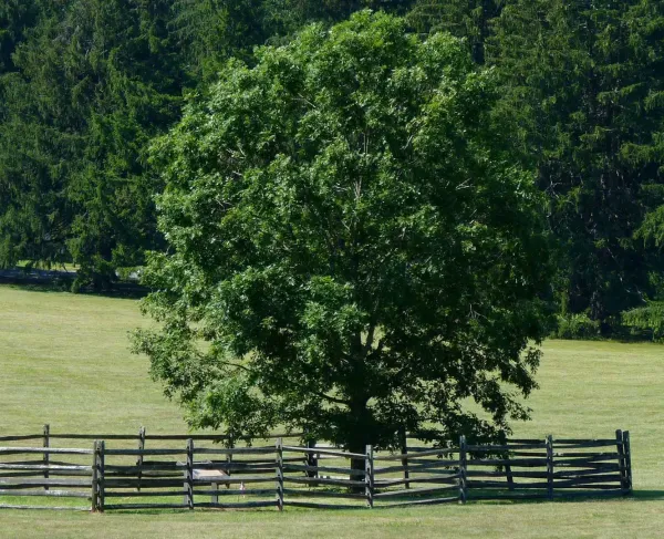 Mercer Sapling, Princeton Battlefield State Park, N.J.
