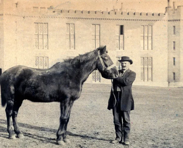 Little Sorrel, Stonewall Jackson's horse