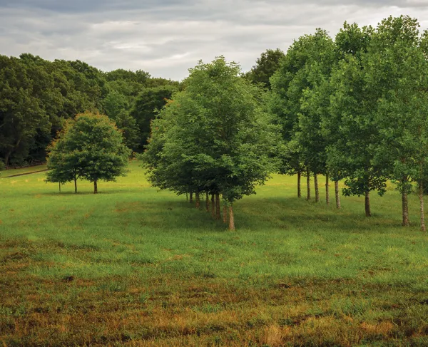 Parker's Cross Roads, Henderson County, Tenn.