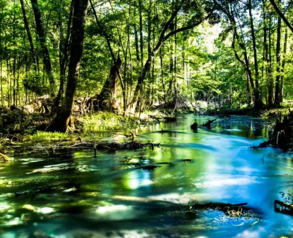 Spring Run at Natural Bridge Battlefield