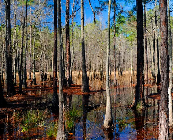 Vibrant photograph of the woods at Olustee
