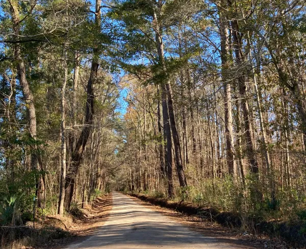 A path at Parker's Ferry Battlefield surrounded by trees