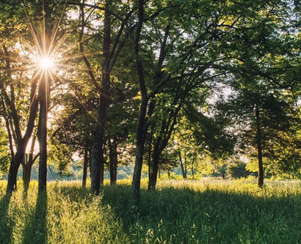 The woods at Cedar Mountain Battlefield in Culpeper County, Va.