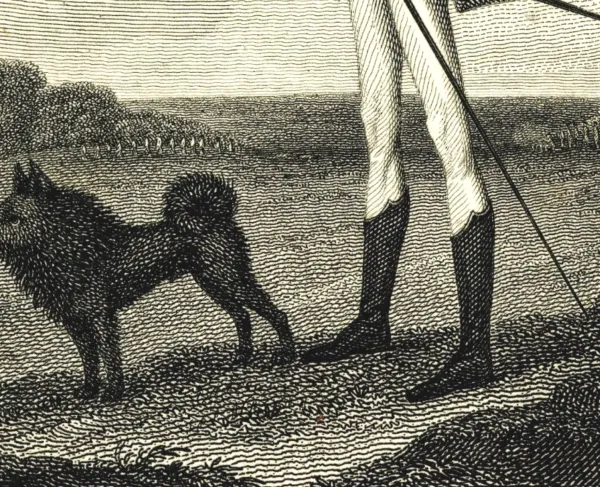 American Dogs Hero