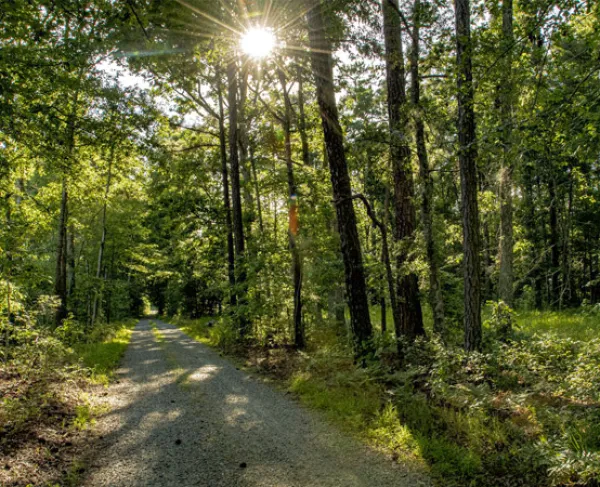 A trail leads through trees at New Market Heights Battlefield