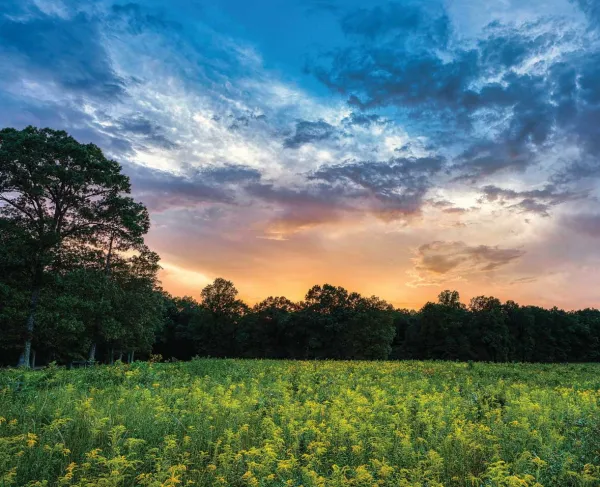 The Wilderness Battlefield, Orange, Va.