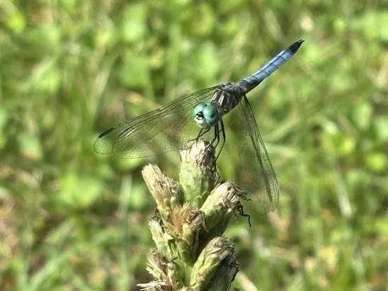 A dragonfly on a blazing star at White Oak Road Battlefield in Virginia