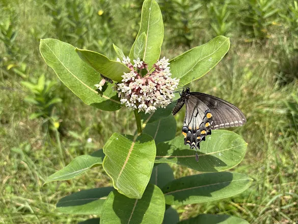 Eastern Tiger Swallowtail on a Common Milkweed at Mine Run Battlefield