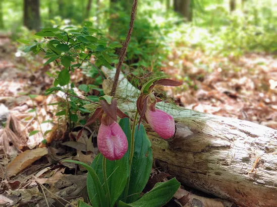 Opening of habitat for Pink Lady's Slipper by removing invasive plants