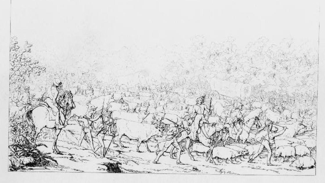 Soldiers herding cattle and pigs with Union army supply wagons in background.