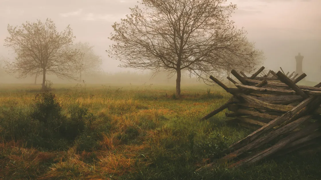 Misty scene with several peach trees and a snake rail fence