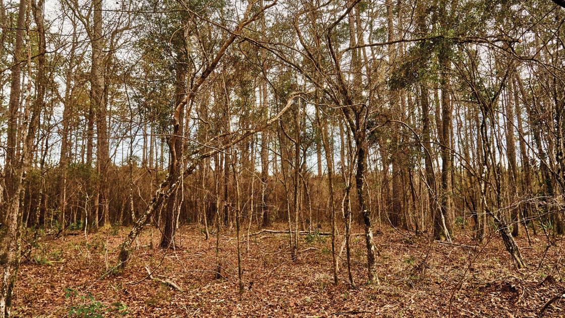 A warm photo of woods and dry brush in winter or early spring.