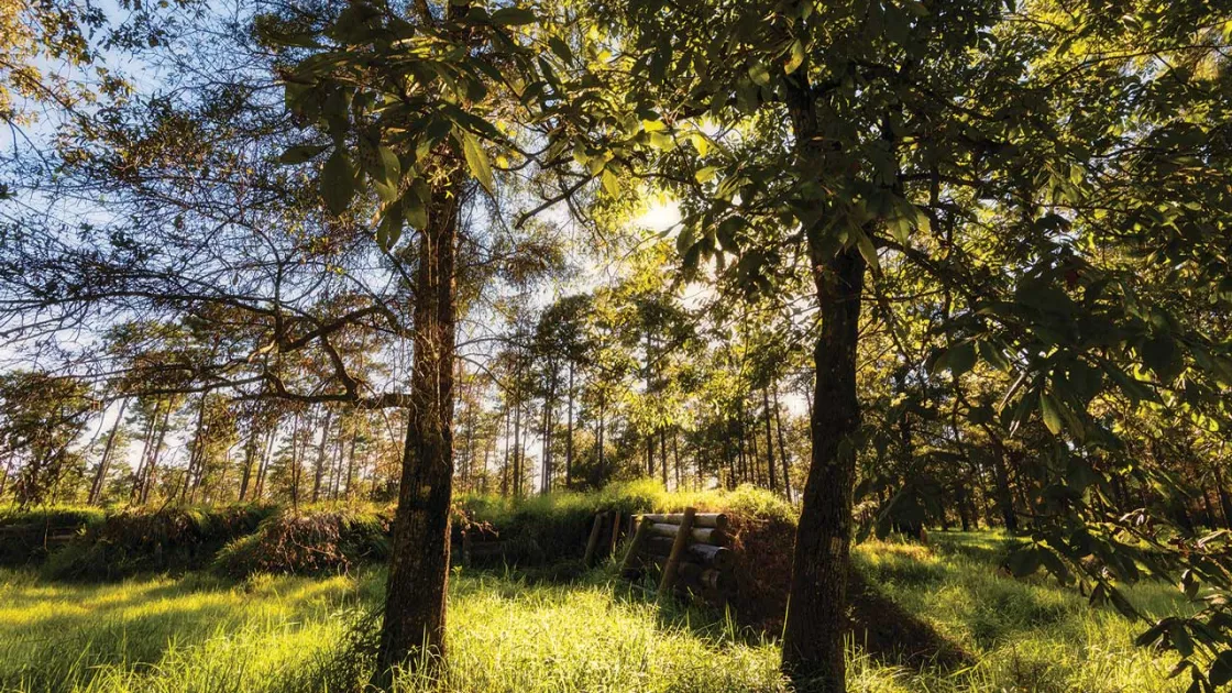 Photograph of a forest with breastwork taken in the late afternoon.