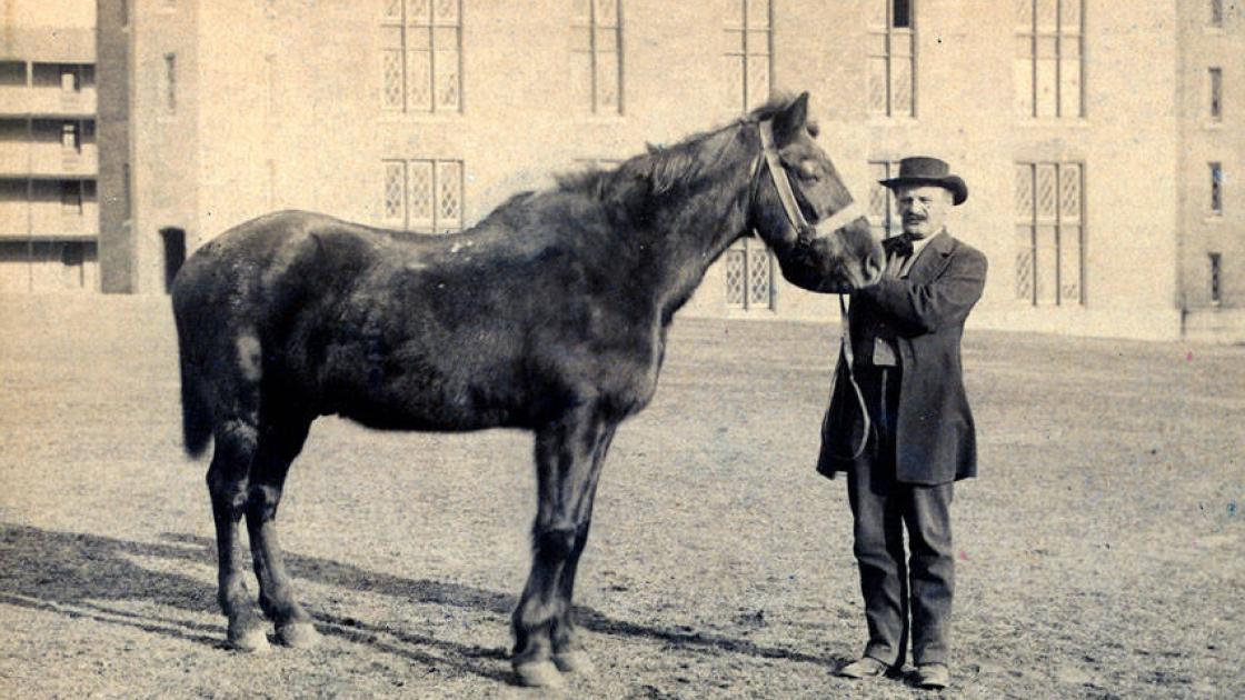 Little Sorrel, Stonewall Jackson's horse