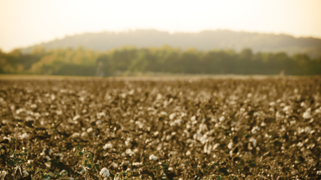 This is an image of a destroyed cotton field in Georgia. 