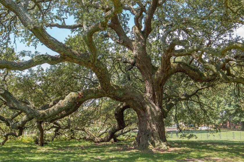 Emancipation Oak