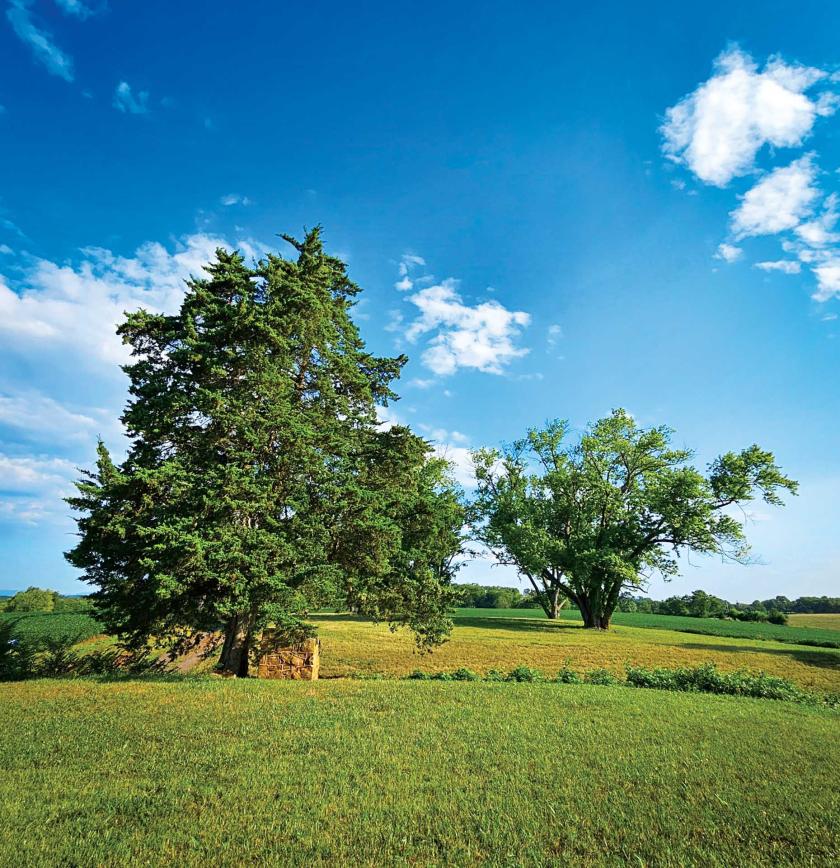 Witness Trees at Fleetwood Hill, Brandy Station Battlefield, Culpeper County, Va.