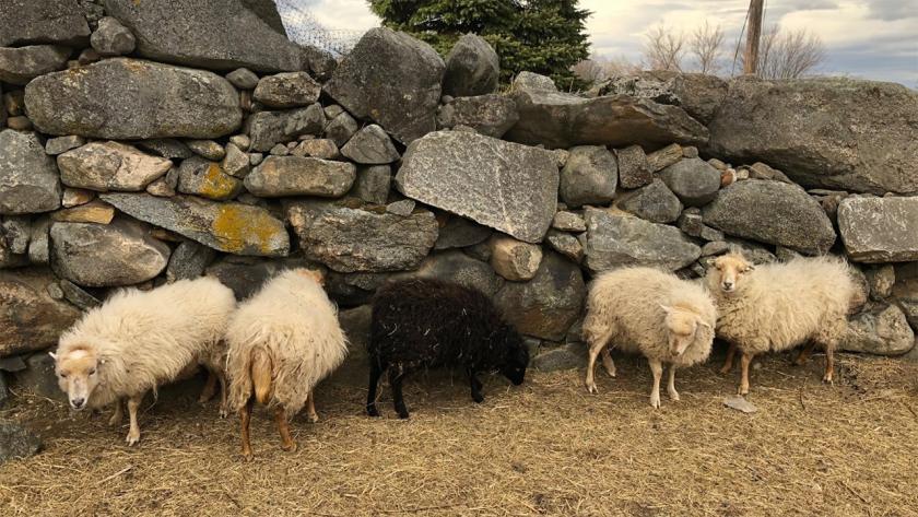 Sheep at Minute Man National Park