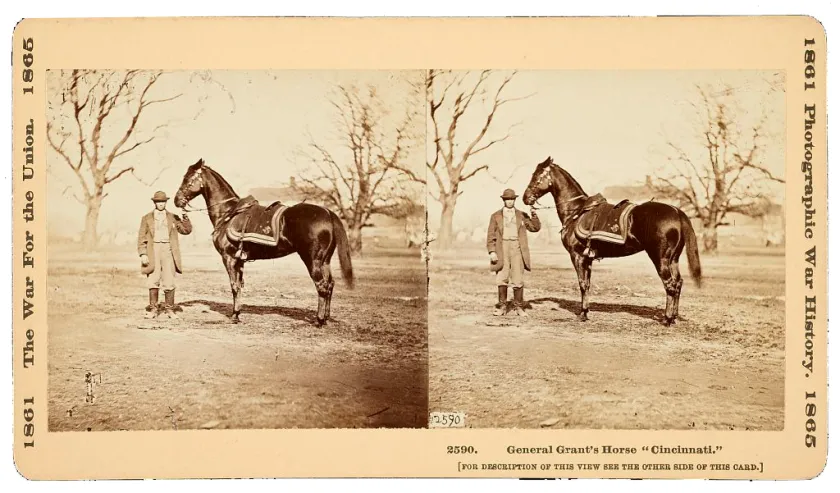 Stereograph showing a man holding the reins of one of General U.S. Grant's favorite horses, "Cincinnati", at City Point, Virginia.