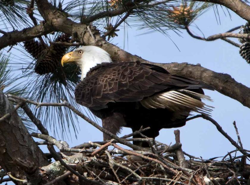 A bald eagle nesting at Yorktown Battlefield, part of Colonial National Historical Park 