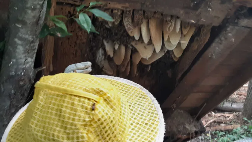 Beekeepers carefully remove sections of honeycomb from the shed wall, part of an effort to relocate the roughly 10,000-bee colony to a new hive in Orange County.