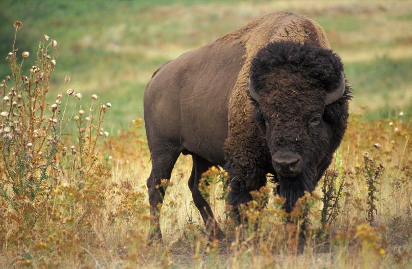 A photograph of an American Bison