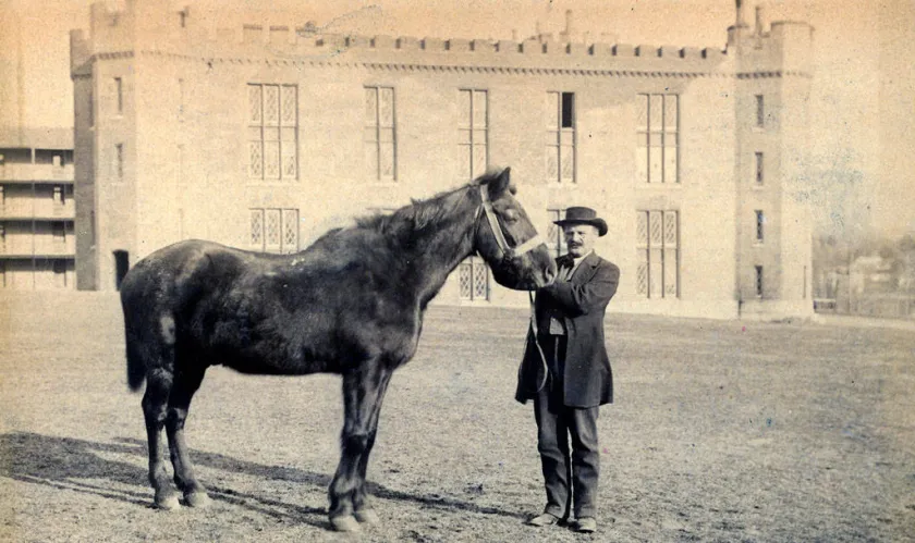 Little Sorrel, Stonewall Jackson's horse