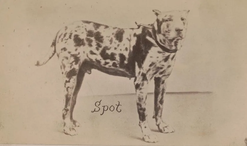 Carte de visite photograph of "Spot," a Cuban bloodhound reportedly used to track escaped Union prisoners from Andersonville Prison.