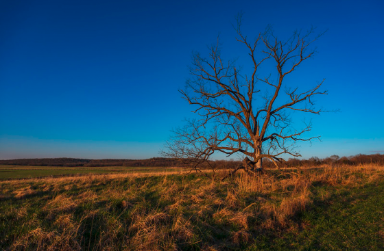 Pea Ridge