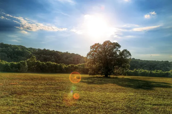 Light refracting through a tree at Resaca Battlefield Historic Site in Resaca, Ga.
