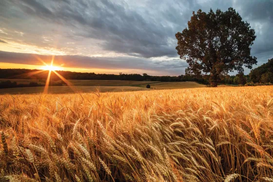 A wheat field with a tree in the distance.