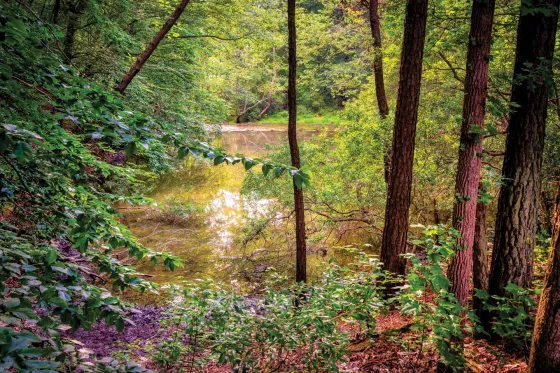 A pond at the Williamsburg Battlefield,&nbsp;York County and Williamsburg, Va.