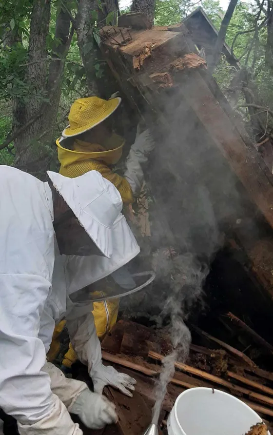 Beekeepers use smoke to calm the bees before removing the colony from a wall cavity in a shed slated for demolition at the Wiltshire property.