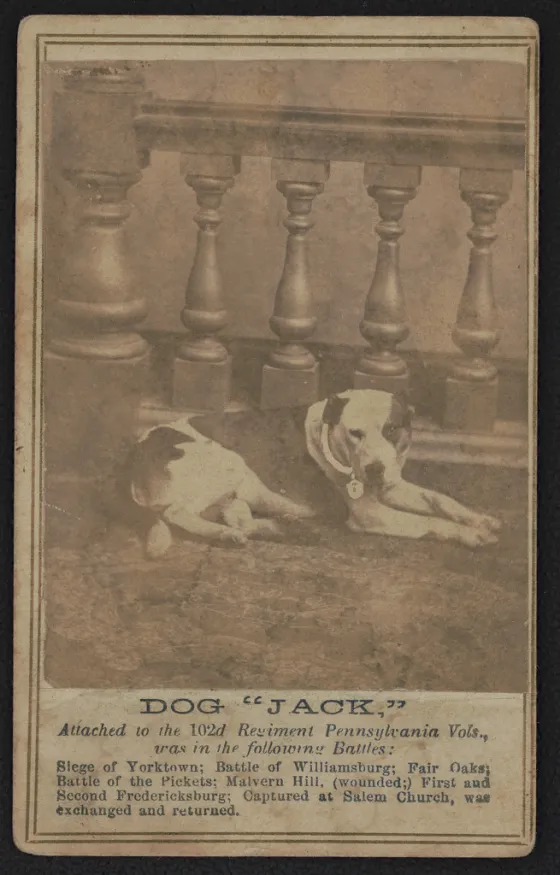 Carte de visite photograph of Jack, the mascot dog of the 102nd Pennsylvania Infantry Regiment, posed for a studio portrait.