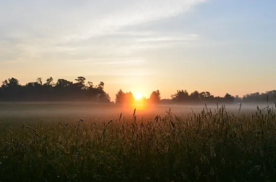 Cold Harbor Battlefield. Photo by Matthew Huntley.