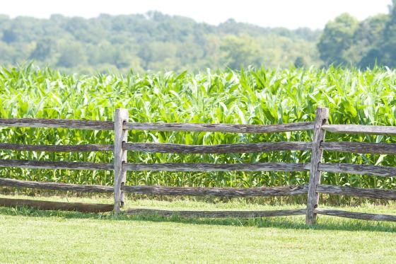 Photograph of fencing at the Miller Cornfield