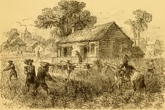 Tobacco Farming in Jamestown