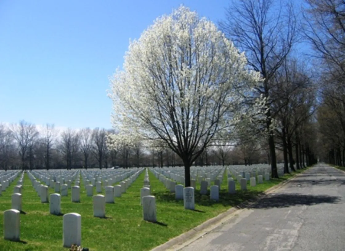 Rows of white headstones stretch across the green cemetery lawn, with a blooming white‑flowered tree in the foreground and a paved road.
