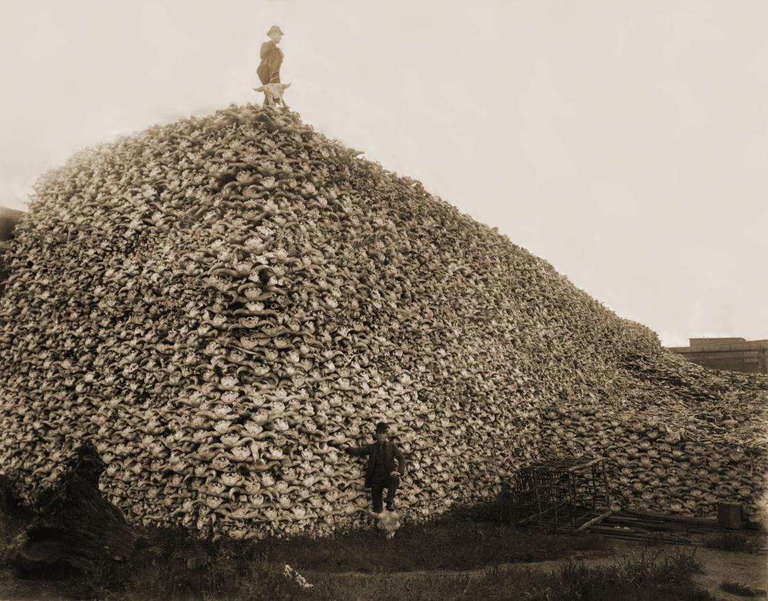 Image of a pile of American Bison skulls waiting to be ground for fertilizer, 1892.