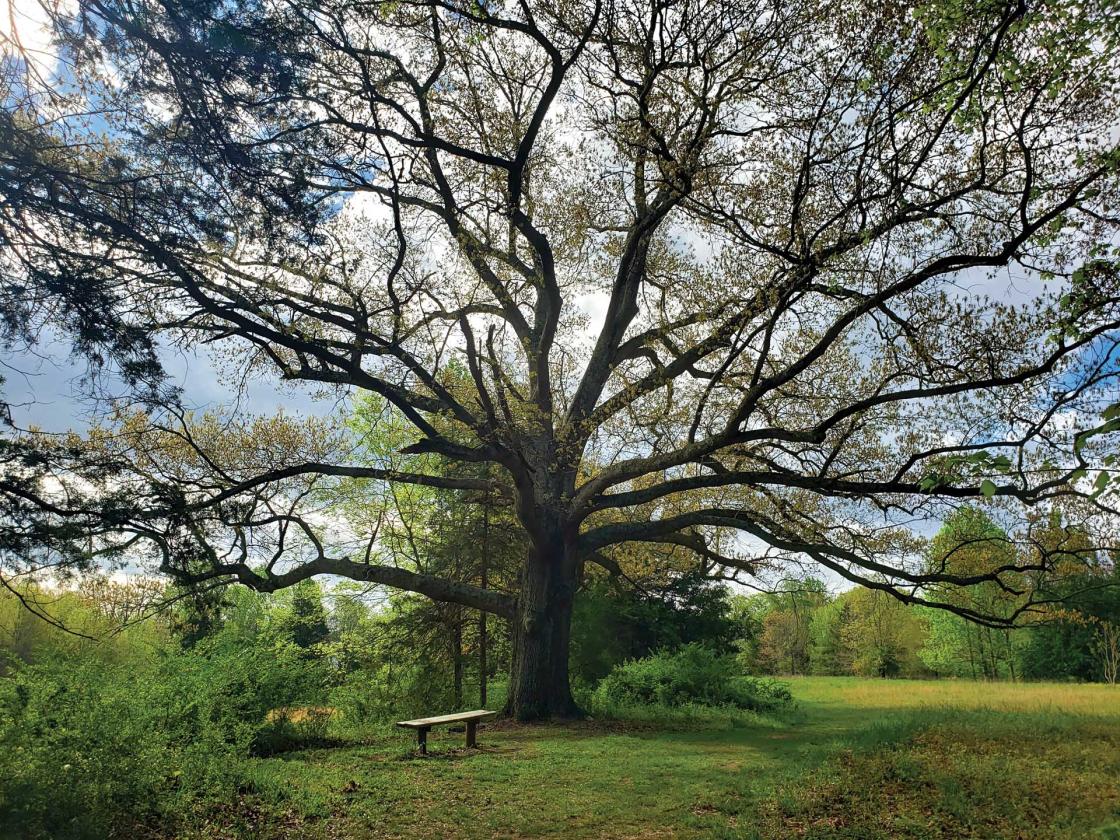 Witness Tree, Cedar Mountain Battlefield, Culpeper County, Va.