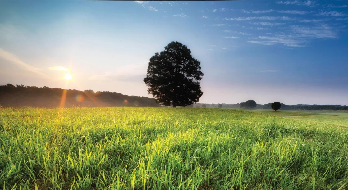 Jackson's Flank Attack at Chancellorsville Battlefield