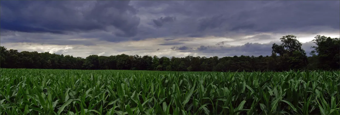 Cold Harbor Battlefield, Hanover County, Va.