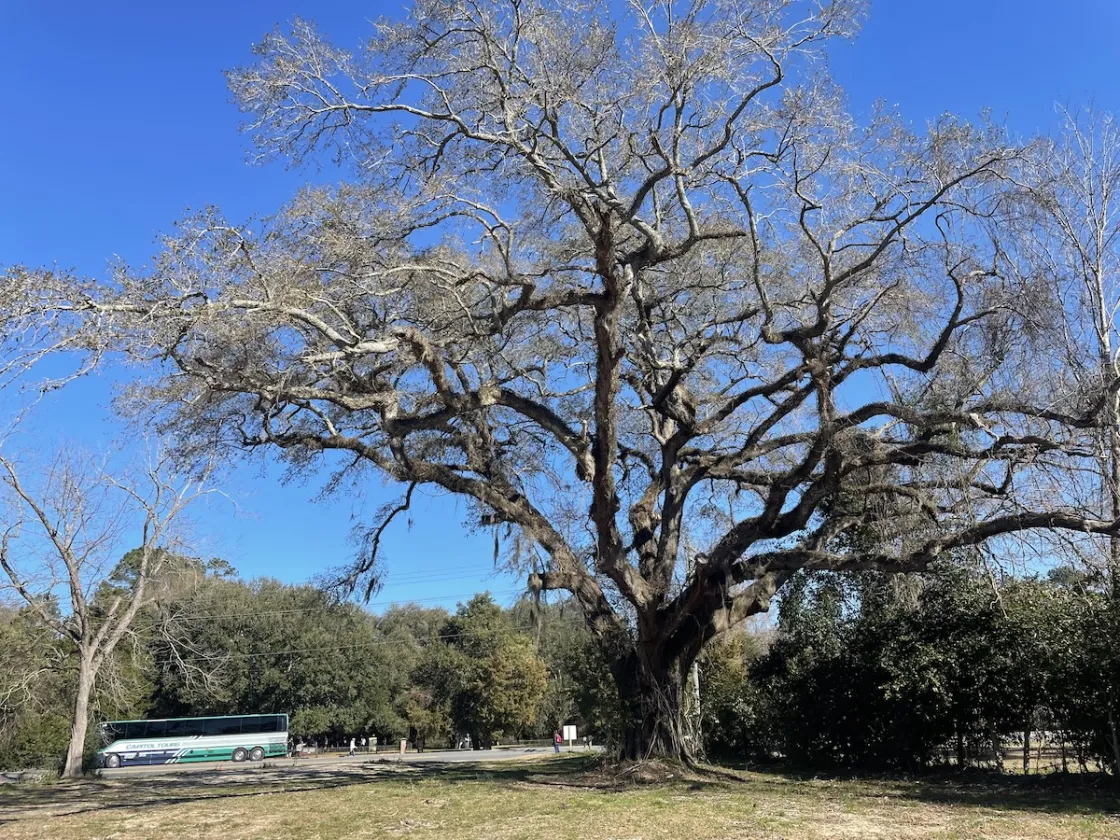 Eutaw Springs Witness Tree