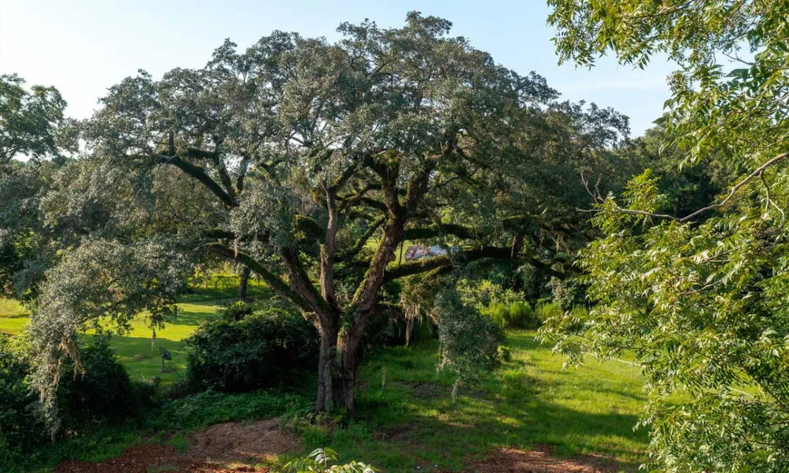 Eutaw Springs Witness Tree Post-Restoration