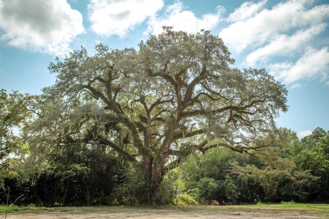 Witness Tree, Eutaw Springs Battlefield, Orangeburg County, S.C.