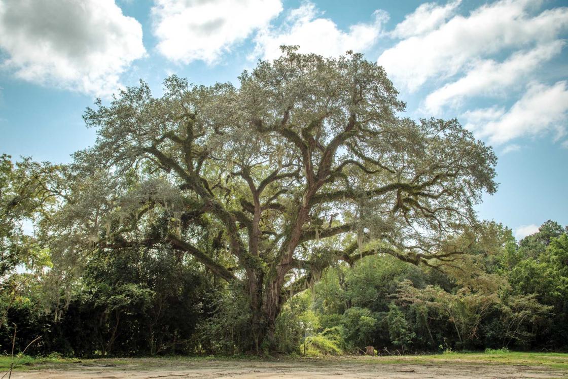 A witness tree