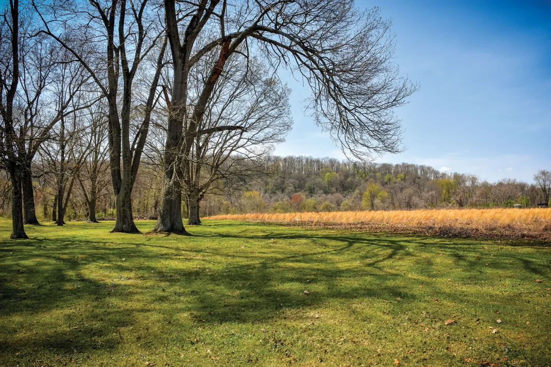 A green field with a crop and tree.