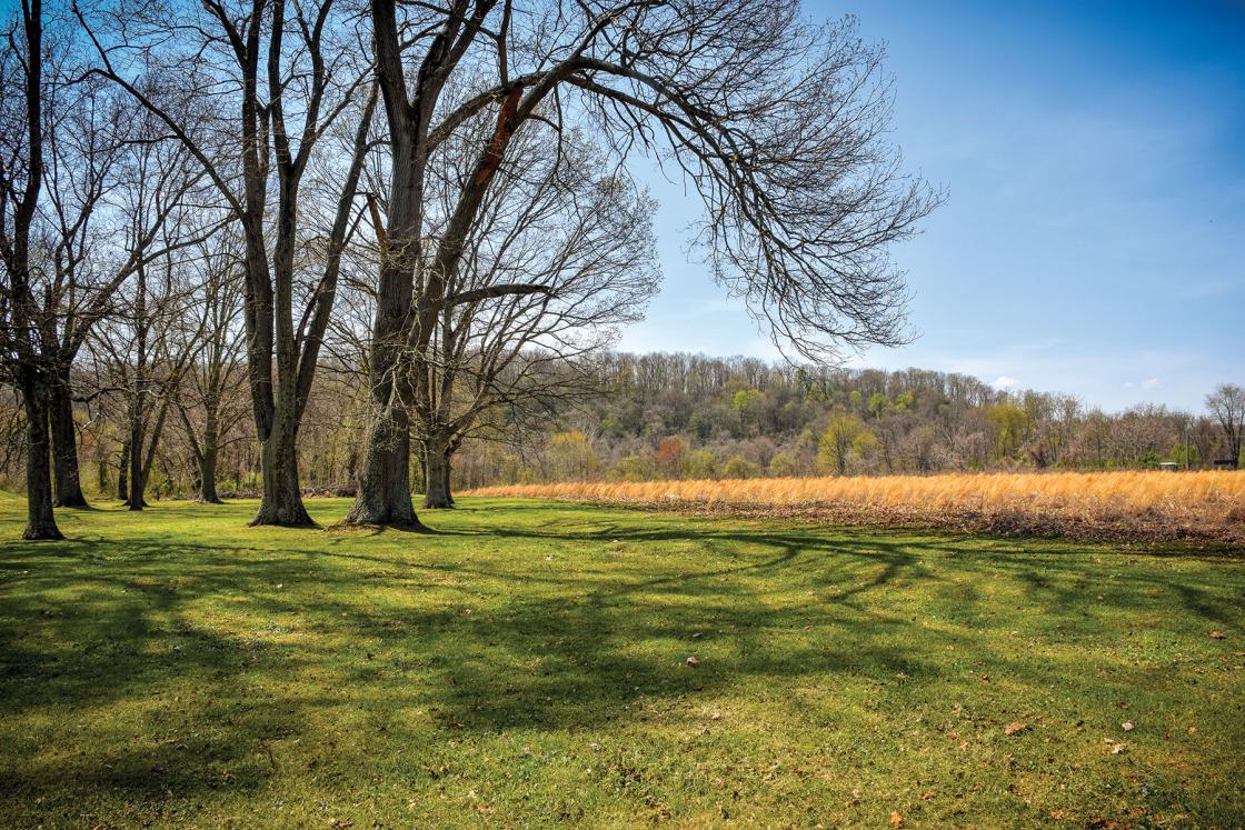 A green field with a crop and tree.