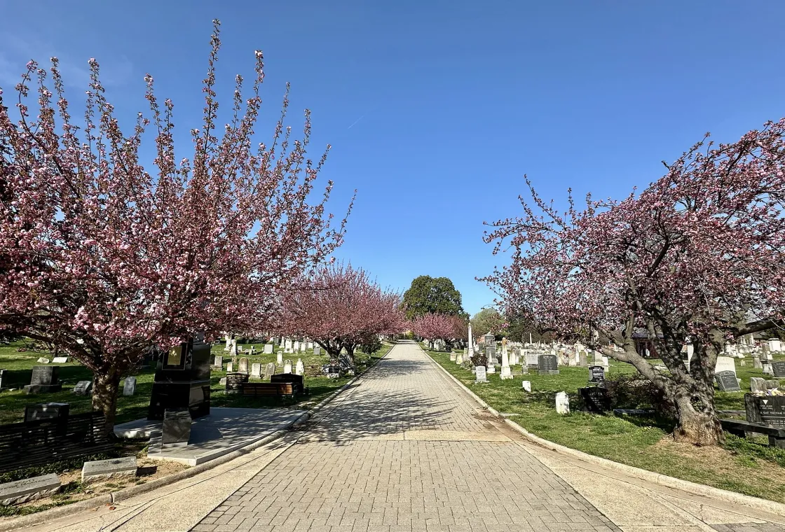 A paved path runs through the cemetery lined with blooming cherry trees, their pink blossoms arching over rows of headstones on a bright spring day.
