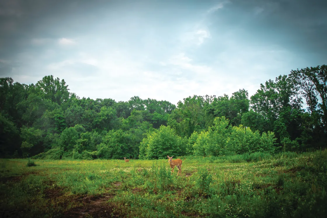 Maxwell's Field at Princeton